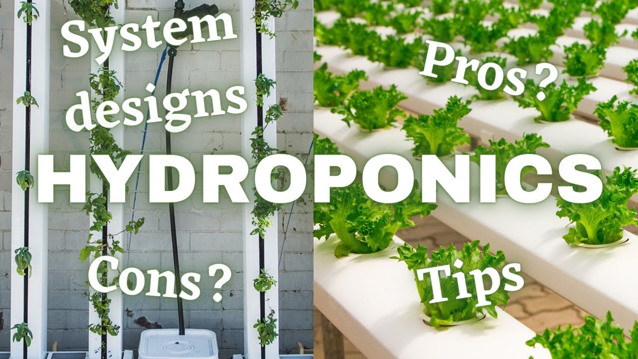 Hydroponics Explained: How to Grow Plants Without Soil