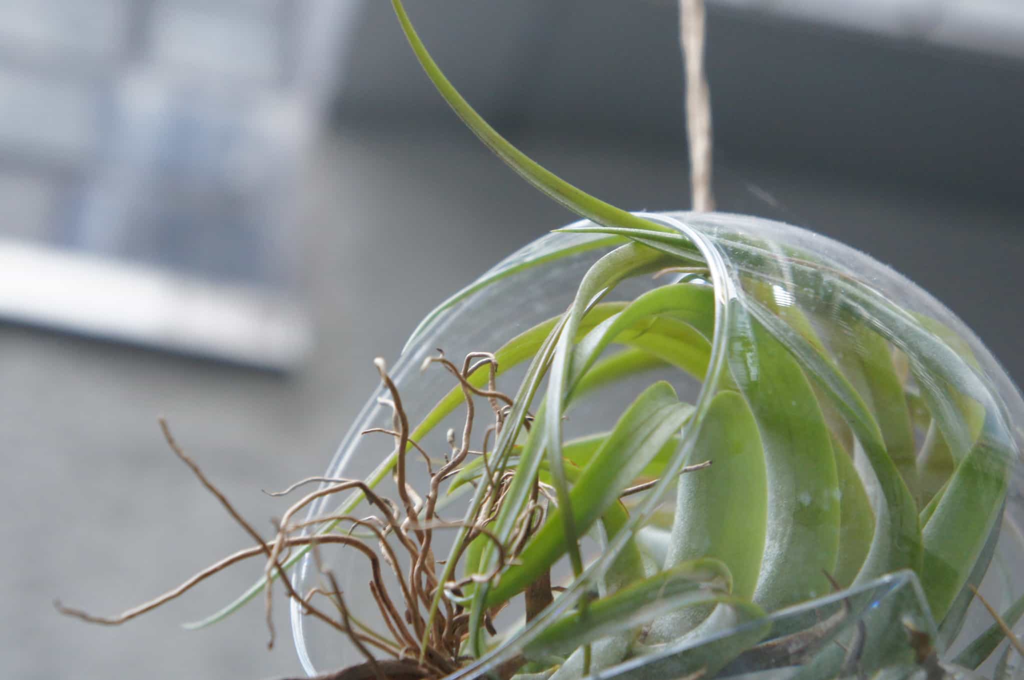 how to care for air plants