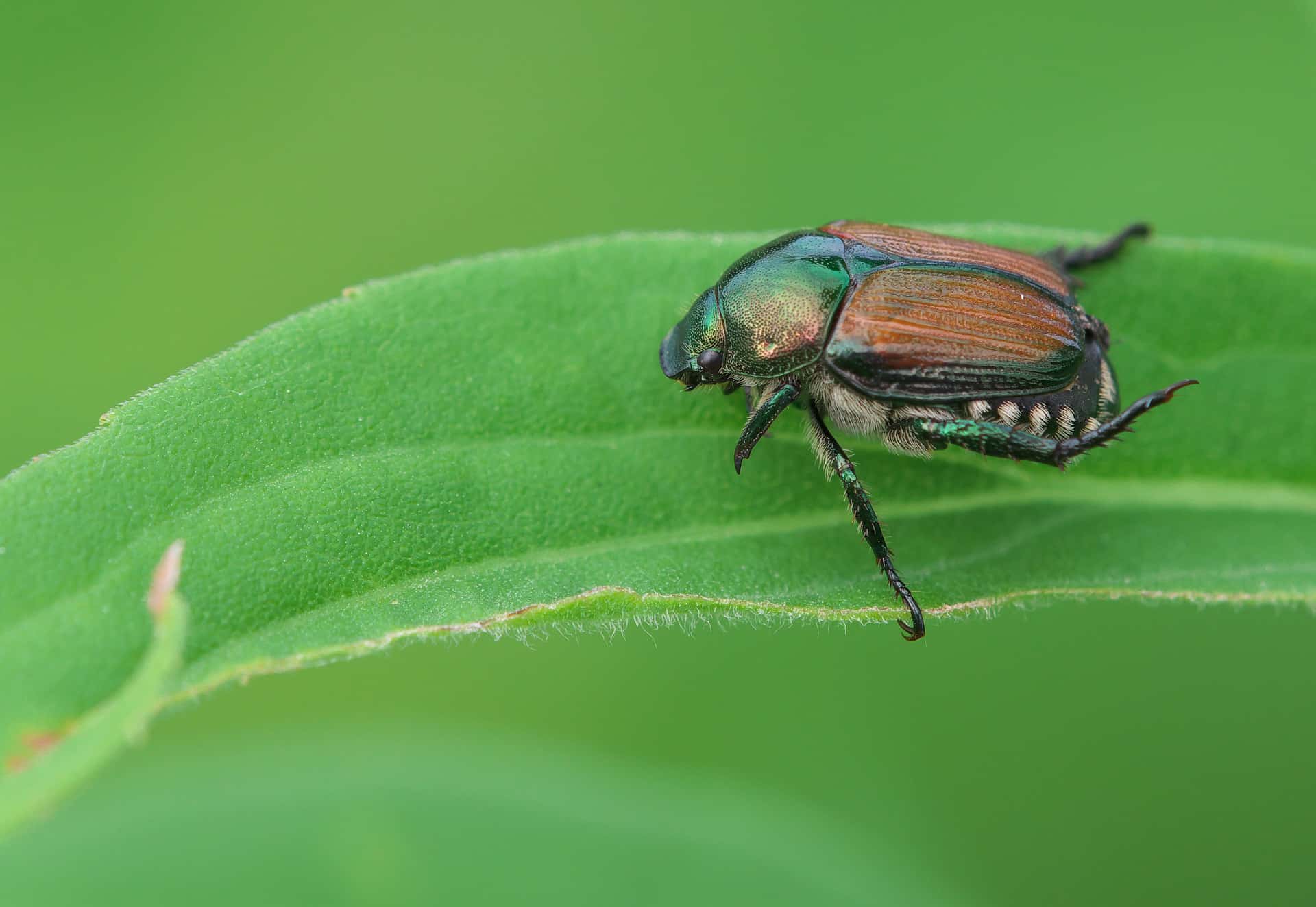 japanese beetle chemical removal