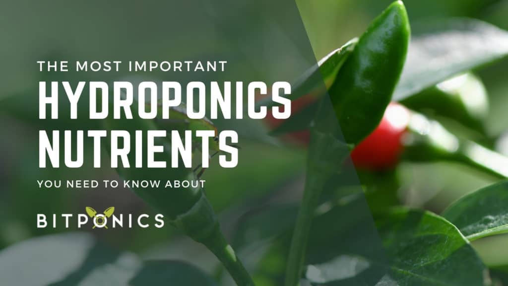 most important hydroponics nutrients